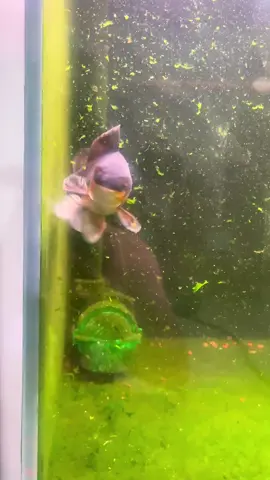 #tiktokgiaitri #xuhuongtiktok #xuhuongfacebook #giaitri #cácảnhđẹp #mêcácảnh #xuhuong #tiktok #cácảnh #cá #fpy #shortbodyfish #cachepphitan #cacanh #cachepsutu #cachepphitanvip #facebook #cacanhanhsaomai #chepsutu #nghechuchot #viralvideo #LearnOnTikTok #cachepsutuvip #carong #arowana #caloc #cakieng #trend #ott #phitan #cáchépsưtử #chépsưtử #chépsưtửtrắng #thuysinh #guppy #betta #aquarium #locnuoihoca