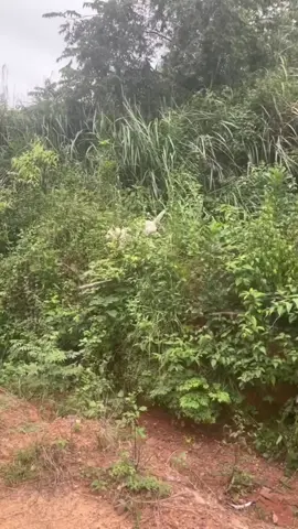 Anh em đến đây 🐕🐕🐕 #pet #dogsofttiktok #dog #thucung #dogfunny 