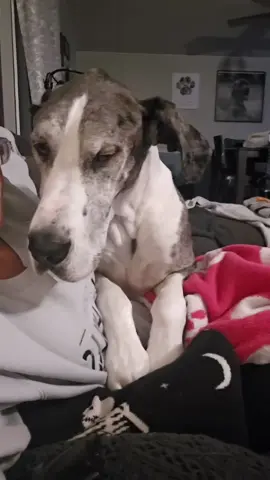 When you dont want mom to go to work and just want her to be lazy with you all day.   just lay on her, she can't move and has to stay home. #doglife #greatdane #dogsbestlife #dogsoftiktok 
