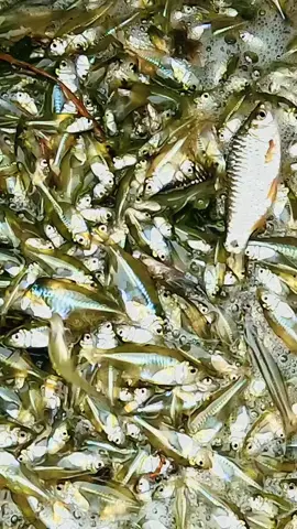 #tiktokviral #jasimmonshi2 