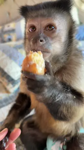 Donuts!! 🍩 #dunkin #dunkindonuts #donuts #halloween #gaitlynrae @Dunkin' 