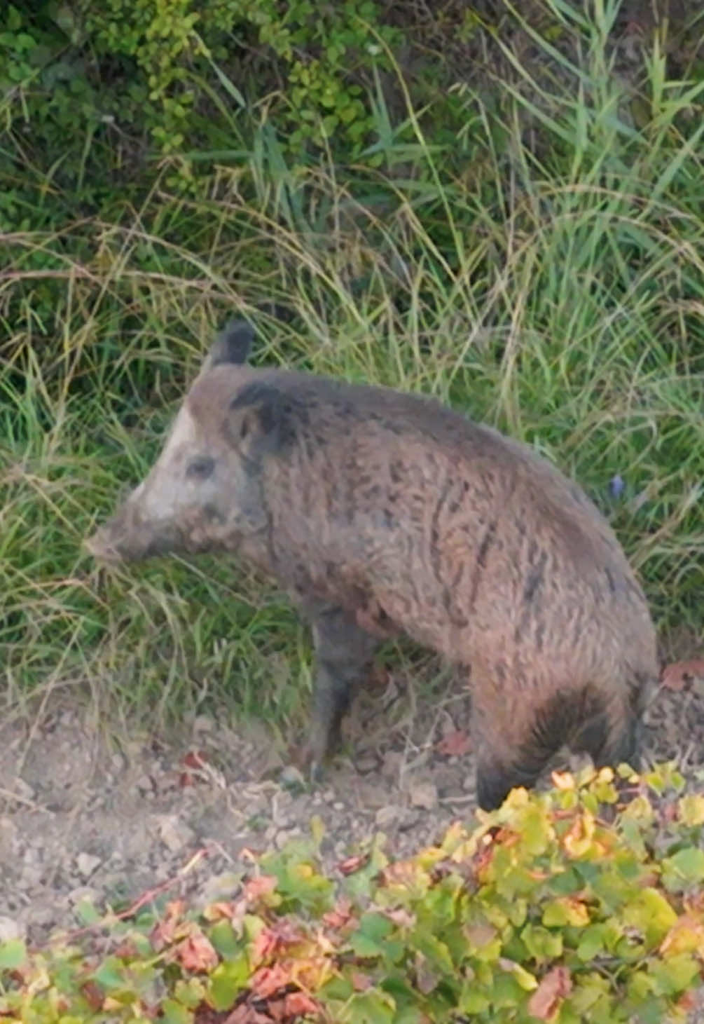 Un sanglier de presque 80 kilos vu depuis le ciel👀 #chasse 