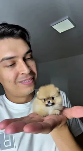 O menor lulu que já vi  #luludapomerania #cachorro 