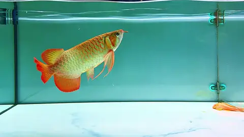 #tiktokgiaitri #xuhuongtiktok #xuhuongfacebook #giaitri #cácảnhđẹp #mêcácảnh #xuhuong #tiktok #cácảnh #cá #fpy #shortbodyfish #cachepphitan #cacanh #cachepsutu #cachepphitanvip #facebook #cacanhanhsaomai #chepsutu #nghechuchot #viralvideo #LearnOnTikTok #cachepsutuvip #carong #arowana #caloc #cakieng #trend #ott #phitan #cáchépsưtử #chépsưtử #chépsưtửtrắng #thuysinh #guppy #betta #aquarium #locnuoihoca