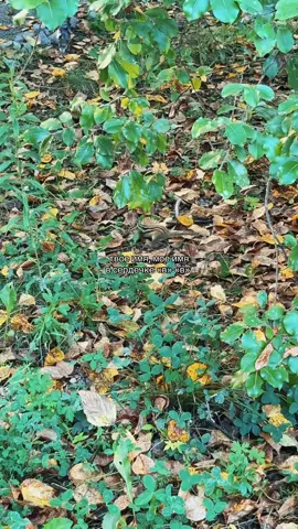 #в #люблюв #щитпост #рекомендации 