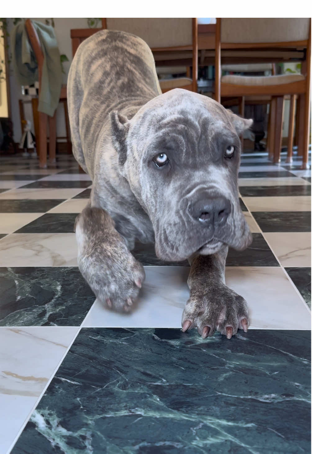 #canecorso #corso #canecorsopuppy #canecorsosoftiktok #dogtok 