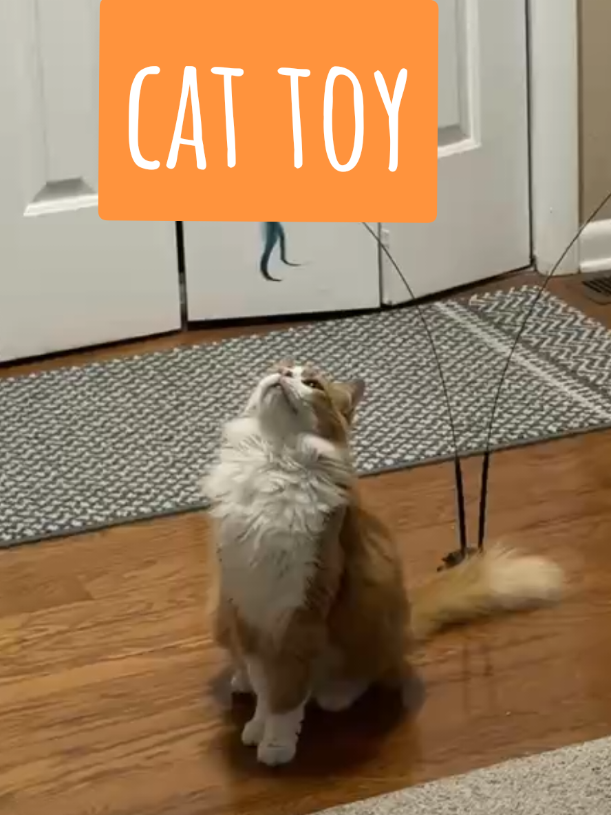 this is is definitely my cat's new favorite toy! and it was so easy to set up! he loves it! #catsoftiktok #cattoys #cats #catenrichment #catlover 
