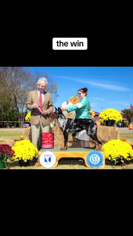 bam 💥 mars won BOB over GCH special all 3 days this weekend for three 3- point majors!!! I’m so proud of this kid it’s unreal. #healthtestedparentsforhealthierpuppies #whispersfrommars 