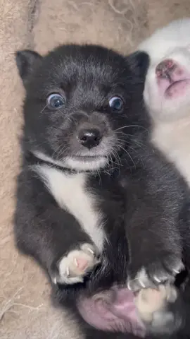 #forypupage #viralshorts #cuteanimals #doggo #@every #cutedogvideo #foryoupage❤️❤️ #dogloversfeed