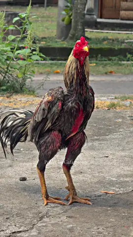 Pecok 🪓 #gafaroproject #gafaroprojectjaya #fyp #fypシ  #xyzcba #viral