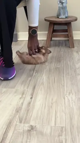 #fyp #freddywehle #reneewehle #explore #puppytiktok 