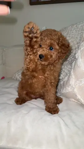 Someone’s puppy teeth are itching😂🐾 #toypudel #toypoodle #foryou #dogtok #fyp 