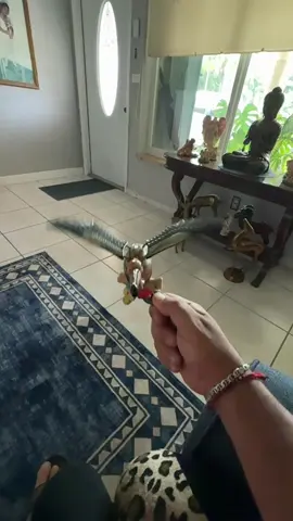 #viral #foryou #fyp #foryoupage #birds 