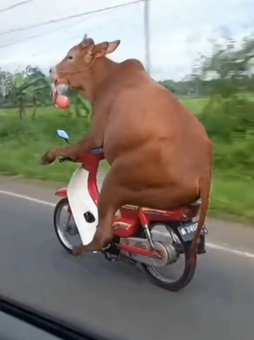 Sapi naik motor 🐂 #sapilucu #sapiunik #sapi #hewanlucu #binatanglucu 