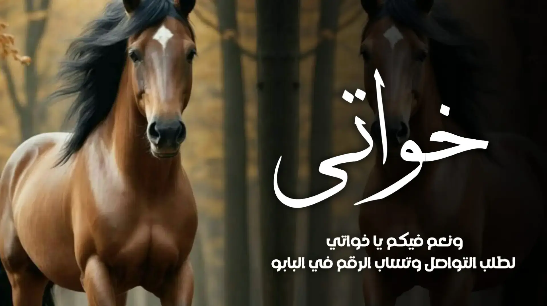 #شيلة_ترحيبية_بالضيوف #شيلة_ترحيب_غالي #ارحبو_ثم_ارحبو #شيلات_تراحيب_جديد_طرب #شيلات_استقبال