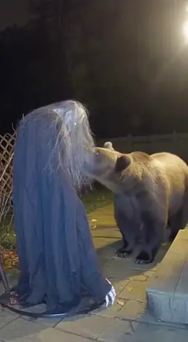 The bear ruined my Halloween😭#prank#Halloween 
