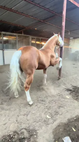 #LIVEIncentiveProgram #LIVEMonetization #PaidPartnership 