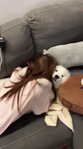 #サモエド #ペット 