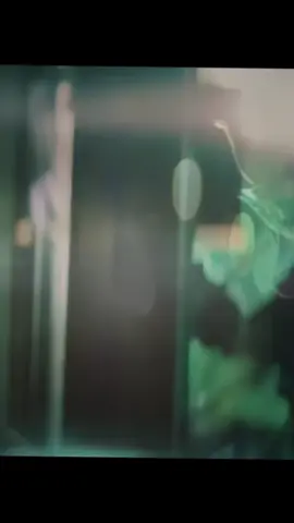 Bubalu - Anuel - Prince Royce - Becky G - Mambo Kingz - Dj Luian 🔥 #bubalu #anuelaa #paratii #reel #realhastalamuerte  .