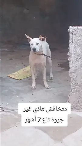 #جديد #كلاب_تدريب_شراسه #كلاب #الشعب_الصيني_ماله_حل😂😂 #كلاب_شرسة 
