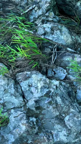 bukit KUBAU⛰️🌳🍃#bukitkubau875mdl #kalteng #kalimantan #adventure #fyp 