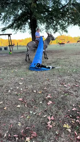 Funny/silly dogs#funnydog #dogsoftiktok #dog #hounddog #funnydogsoftiktok 