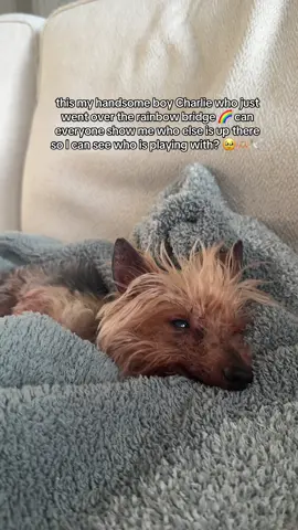 I still can’t believe he is gone but knowing he has friends up their makes the pain feel less 🕊️🕊️ #dogloss #doglosshurts #doglossgrief #crying 