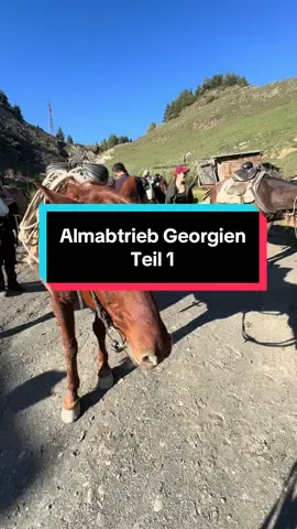 Almabtrieb Georgien 🇬🇪  Teil 1 - Die Anreise & der Tag danach  #almabtrieb #horsedrive #georgien #abenteuer #equestrian 