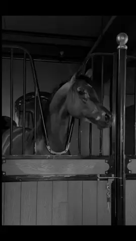 #شخير #صهيل #حصان #الخيل_العربية_الاصيلة🐎 #الخيل_من_خيالها 