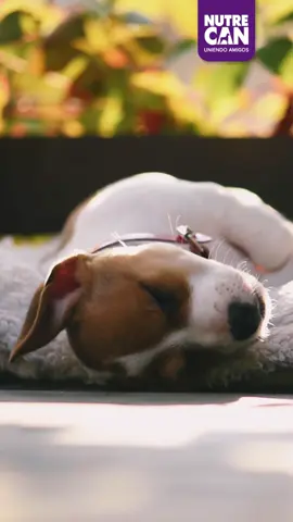 Así de tranquilo duerme tu perro al saber que le das Nutrecan.🤩🙌🏼  #Nutrecan #PetsOfTikTok #viral #fyppp #dogs 