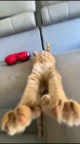 Miaww #cat #catsoftiktok #cats #fyp #kucing     ❣️: DY