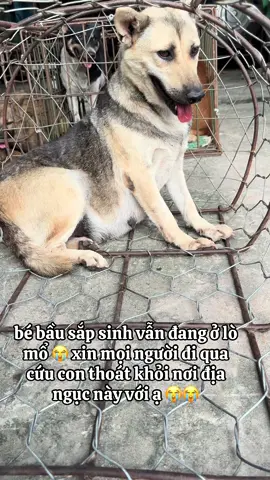 bé bầu sắp sinh vẫn đang ở lò mổ 😭 xin mọi người đi qua cứu con thoát khỏi nơi địa ngục này với ạ 😭😭#thucung #cuuhochomeo #xuhuongtiktok #yeuthuongdongvat 