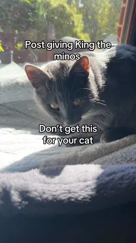 He was really speaking to me literally, these fish were making him talk  #cat #catowner #newowner #animalhealth 