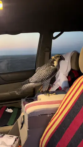 #ماشاءالله_تبارك_الله_اذكروا_الله #مالي_خلق_احط_هاشتاقات #مالي_خلق_احط_هاشتاقات #الجبيل 