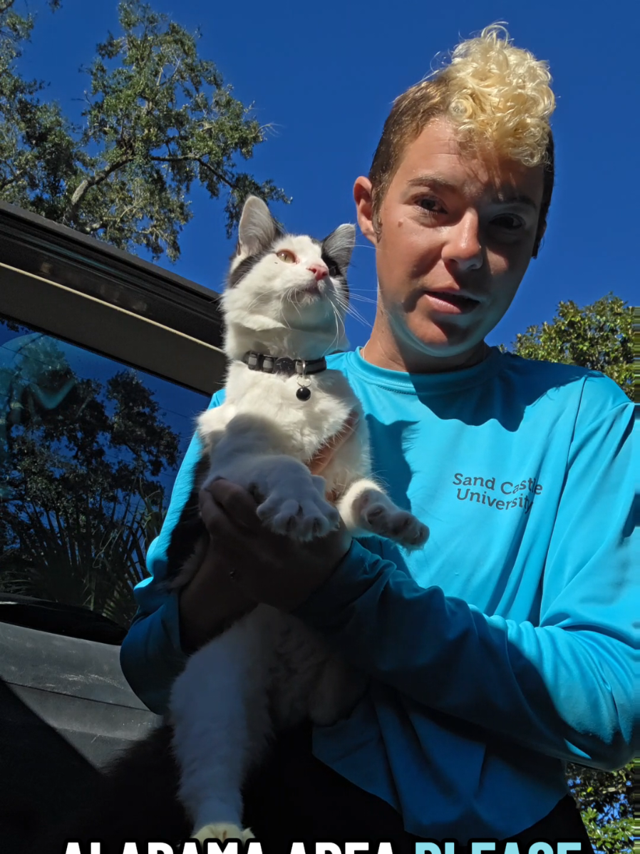 FOUND CAT  Near Domino's in Gulf Shores. Alabama. please share!!! #foundcat #lostcast #gulfshores 