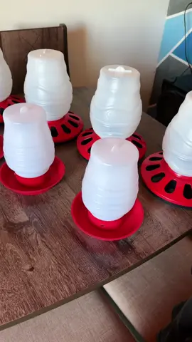 Vale muito a pena 😍😍😍😍😍😍😍 #comedouro #galinha #pintinho #granja 