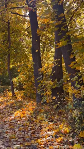 Осень показывает, как это прекрасно - отпускать 🍁🍂