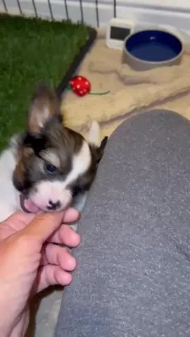 #puppies are getting fun now #pet #dog #papillon 