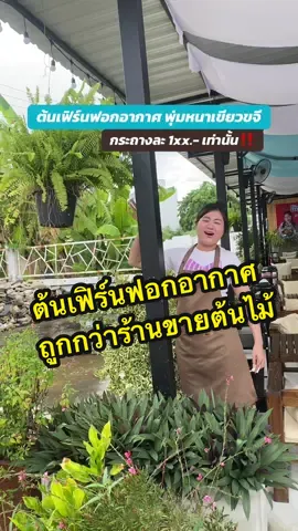 #ต้นเฟิร์น🌱🌱 #ต้นไม้ฟอกอากาศ #ต้นไม้แต่งบ้าน #เฟิร์นไพลิน #ต้นไม้ 