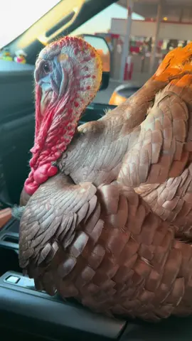 IM A 100% CERTIFIED GOOD BOY!! 🥹😍 #fyp #turkey #goodboy #animalsoftiktok #foryoupage 