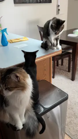 Good meowing from the boys. #catsoftiktok #cats #creatorsearchinsights #tiktok #kittycat 