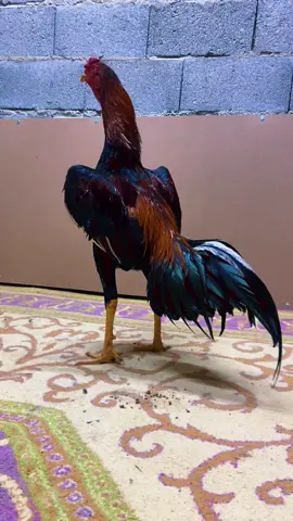 @İBRAHİM GÖBELEK #hinthorozu #hinthorozusevdalıları 