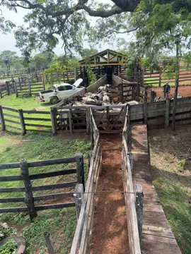 Faz buritizal. Monte santo do Tocantins