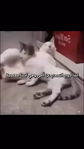 #fyp #explor #الشعب_الصيني_ماله_حل😂😂 #اكسبلور #ضحك 