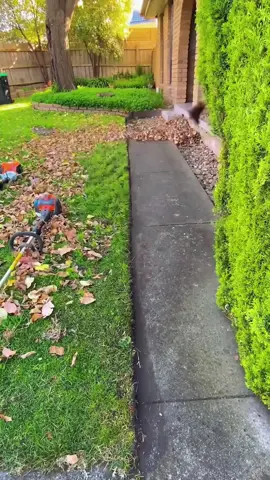 #cuttinggrass #cleaninghouse #lawncare #satisfying #clean 