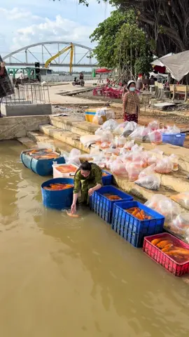 Trời ơi thấy con vợ tui nó thả cá còn hơn tôi thả miếng nữa mua gì mà dữ thần ôn vậy .....