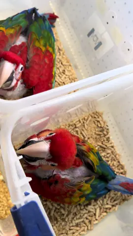 Buenos dias  #trending #flypシ #tiktok #viraltiktok #viral 