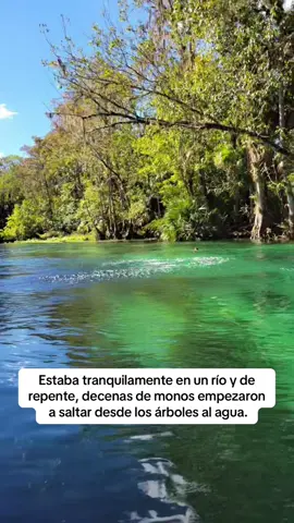 Estaba tranquilamente en un río y de repente, decenas de monos empezaron a saltar desde los árboles al agua. Vía / @fireball_1969🇺🇸 