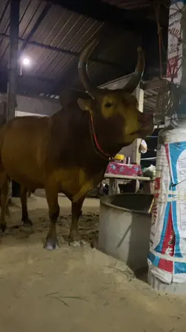 #โคขาวงามยอดวิชาลีลายุทธ์ #รถถังฝั่งธน #ค่ายโคเพชรพยัคทองขาว🐂🐂💓💓 