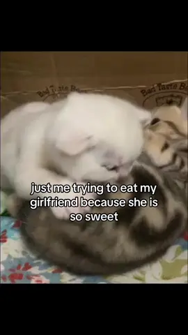 #cat #catsoftiktok #couplecomedy #girlfriend #ilovemygf #fyp 